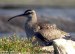 Hudsonian Whimbrel, Azores 9th of October 2002 Photo: Tommy Frandsen