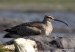 Hudsonian Whimbrel, Azores 9th of October 2002 Photo: Tommy Frandsen
