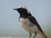 Pied Wheatear, Bulgaria 16th of June 2002 Photo: Tommy Frandsen