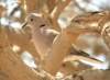 African Collared Dove, Egypt 14th of May 2003 Photo: Jens Søgaard Hansen