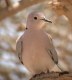 African Collared Dove, Egypt 14th of May 2003 Photo: Tommy Frandsen