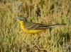 Western Yellow Wagtail, Egypt 13th of May 2003 Photo: Jens Søgaard Hansen
