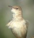 Clamorous Reed Warbler, Egypt 28th of March 2002 Photo: Michael Mosebo Jensen