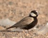 Black-crowned Sparrow-lark, Egypt 15th of May 2003 Photo: Tommy Frandsen
