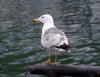 Lesser Black-backed Gull, Faeroes Islands 4th of July 2003 Photo: Silas K.K. Olofson