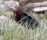 Green Heron, Second record for Iceland, Iceland 28th of May 2004 Photo: Brynjúlfur Brynjólfsson