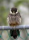 Eurasian Hobby, 11th record for Iceland, Iceland 2nd of June 2004 Photo: Brynjúlfur Brynjólfsson