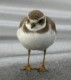 Semipalmated Plover, First record for Iceland, Iceland 8th of May 2004 Photo: Brynjúlfur Brynjólfsson