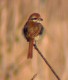 Brown Shrike, First record for Italy, Italy 15th of January 2003 Photo: Maurizio Sighele
