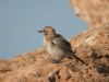 Red-rumped Wheatear, female, Morocco 7th of March 2003 Photo: Tommy Frandsen