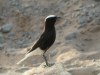 White-crowned Wheatear, Morocco 10th of April 2001 Photo: Ole Krogh