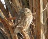 Little Owl, Morocco 12th of April 2001 Photo: Ole Krogh