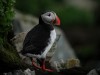 Atlantic Puffin, Norway 8th of June 2004 Photo: Ole Krogh