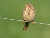 Corn Bunting, Norway 21st of July 2003 Photo: Tore Vang