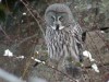 Great Grey Owl, Norway 29th of February 2004 Photo: Tore Vang