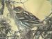 Pechora Pipit, Norway 6th of October 2002 Photo: Christian Tiller