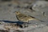 Eurasian Rock Pipit, Norway 9th of March 2004 Photo: Ole Krogh