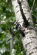 White-backed Woodpecker, Slovakia May 2004 Photo: Arne Volf