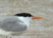 Lesser Crested Tern, Spain 16th of May 2002 Photo: Jens Søgaard Hansen