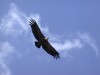 Griffon Vulture, Spain 1st of June 2003 Photo: Jørgen Scheel