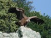 Griffon Vulture, Spain 25th of March 2002 Photo: Ole Krogh
