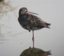 Spotted Redshank, Spain 29th of April 2003 Photo: Bent Carstensen