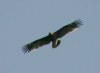 Greater Spotted Eagle, Sweden 17th of September 2003 Photo: Hans Larsson