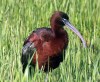 Glossy Ibis, Sweden 6th of May 2003 Photo: Mikael Nord