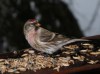 Common Redpoll, Sweden 9th of February 2004 Photo: Torben Evald