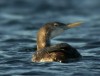 Yellow-billed Loon, Sweden 12th of November 2003 Photo: Mikael Nord