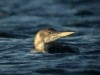 Yellow-billed Loon, Sweden 12th of November 2003 Photo: Mikael Nord