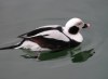 Long-tailed Duck, Sweden 5th of March 2003 Photo: Ole Krogh