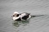 Long-tailed Duck, Sweden 5th of March 2003 Photo: Ole Krogh