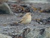Isabelline Wheatear, Sweden 3rd of November 2003 Photo: Alf Petersson