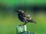 Common Starling, Sweden 22nd of August 1993 Photo: Klaus Malling Olsen