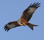 Red Kite, Sweden 2nd of March 2004 Photo: Peter Nielsen