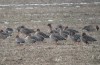 Tundra Bean Goose, Sweden 4th of March 2003 Photo: Ole Krogh