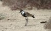 Spur-winged Lapwing, Turkey 18th of May 2004 Photo: Ole Krogh