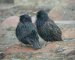Spotless Starling, and Common Starling (right), Spain 29th of March 2002 Photo: Ricard Gutiérrez
