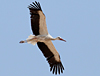 White Stork, Turkey 25th of July 2006 Photo: Simon Berg Pedersen