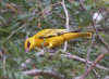 African golden oriole - Oriolus auratus, Tanzania 17th of July 2006 Photo: Silas K.K. Olofson