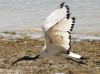 African Sacred Ibis, med Hvidklire, Tanzania 19th of July 2006 Photo: Silas K.K. Olofson