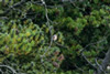 Common Redstart, Sweden 27th of August 2006 Photo: Claus Halkjær