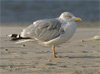 European Herring Gull, 