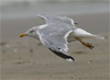 European Herring Gull, 