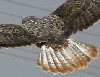 Long-legged Buzzard, Adult, India 3rd of February 2006 Photo: Ole Krogh