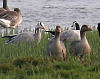 Bar-headed Goose, Denmark 21st of October 2006 Photo: Clausjannic Labuz