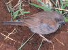 Swainson's Sparrow, Ethiopia December 2004 Photo: Silas K.K. Olofson