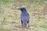 Carrion Crow, Denmark 18th of October 2006 Photo: Jan Thomsen