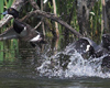 Tufted Duck, jages væk af blishøne, Denmark 7th of June 2006 Photo: Lars Gabrielsen
